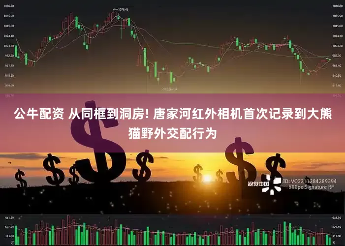 公牛配资 从同框到洞房! 唐家河红外相机首次记录到大熊猫野外交配行为